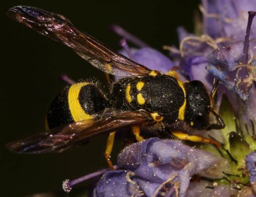 Réf. 244 903 : Ancistrocerus sp.